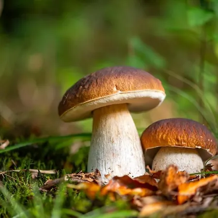 Feriehus Sejour Nature A Salettes